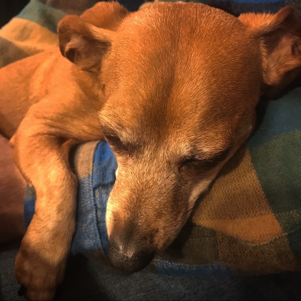 Assistant Posher, Novella